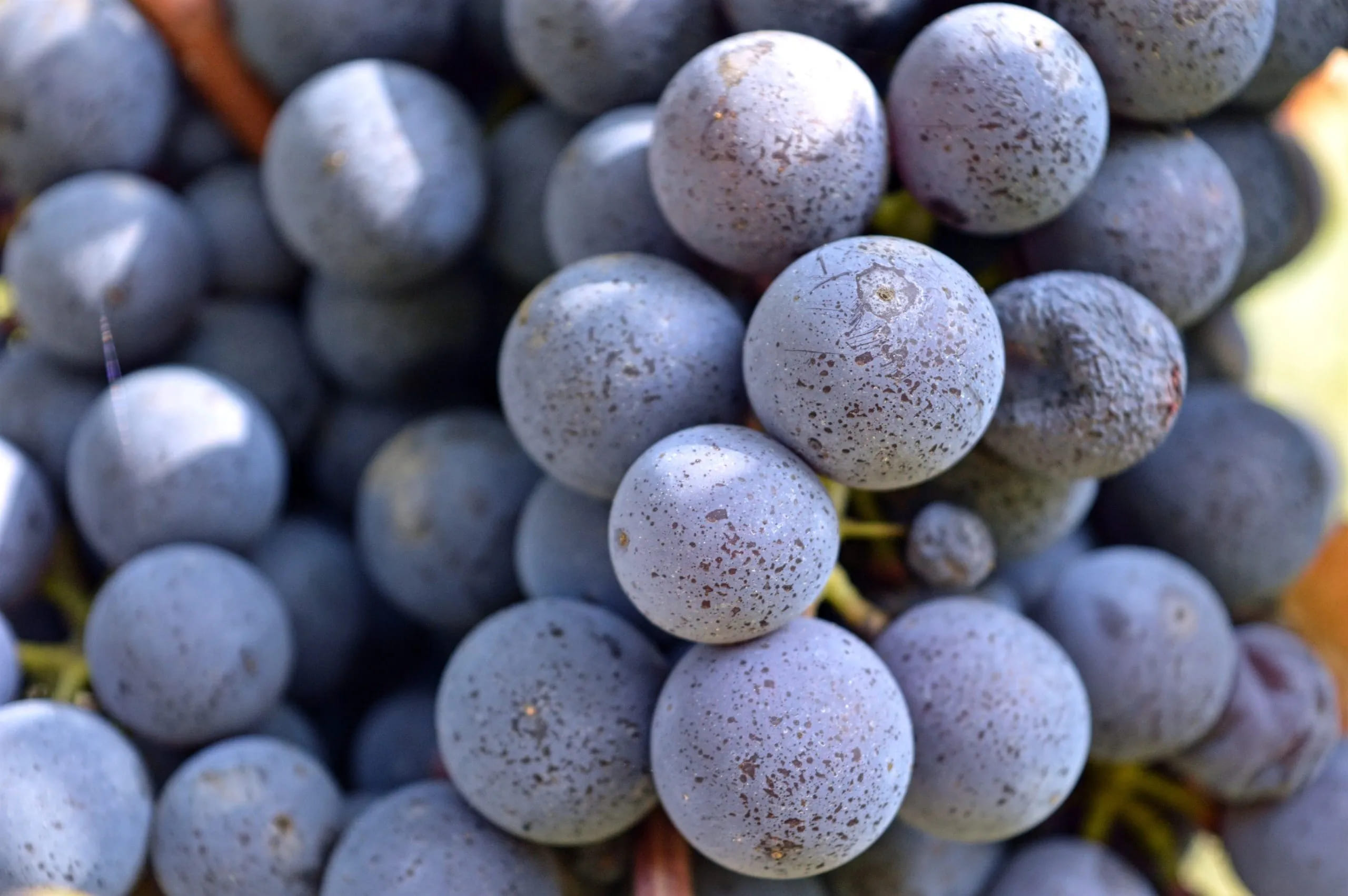 Detail hroznu na starém keři Nebbiola v Langhe